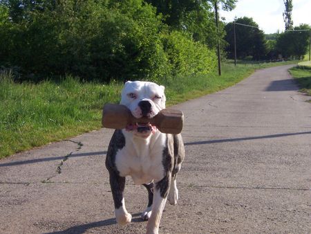 American Bulldog Bring