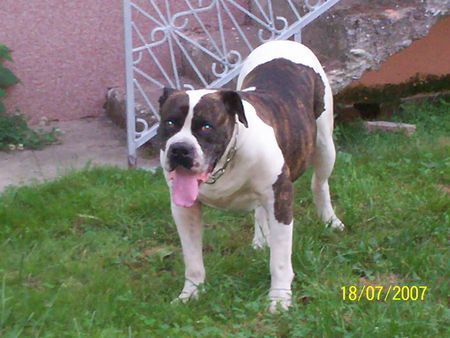 American Bulldog Leo