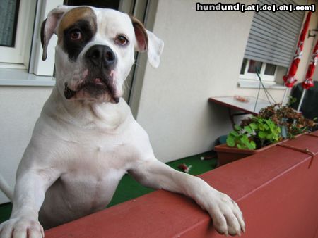 American Bulldog Tyson mit 13 Monaten