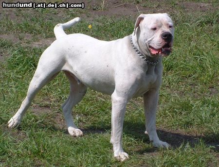 American Bulldog Mit 4 Jahren im besten Mannesalter