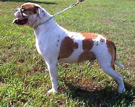 American Bulldog