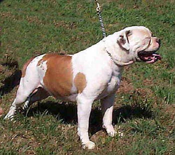 American Bulldog