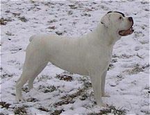 American Bulldog