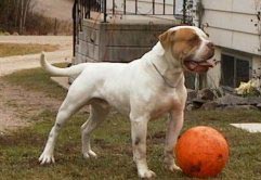 American Bulldog