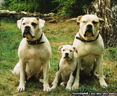 American Bulldog 3 Generationen Proud Heroes´ American Bulldogs