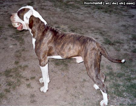 American Bulldog Mein Dicker in Pose