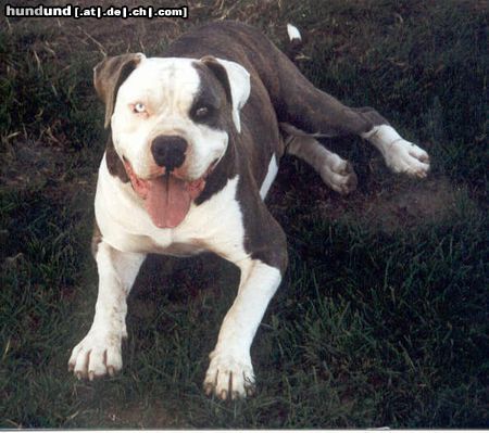 American Bulldog Mein Dicker