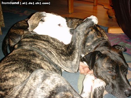 American Bulldog Hutchy mit Vorbild Pia (am.Staff. Mix)