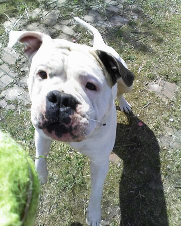 American Bulldog Zeig ma hast du denn da