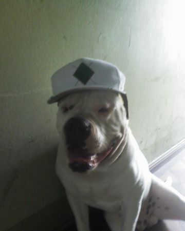 American Bulldog Rap Stuff