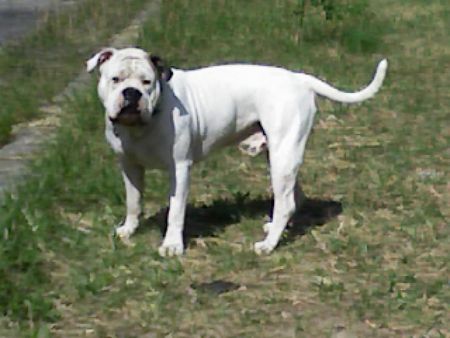 American Bulldog Was kuckst Du