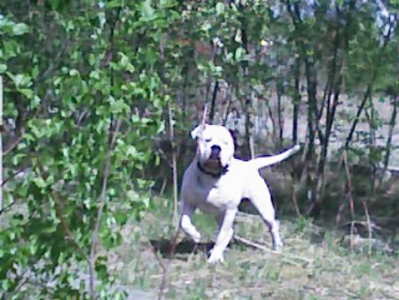 American Bulldog Was da los!