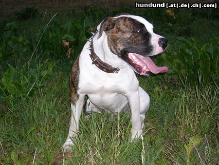 American Bulldog So gefährlich ist der Bodo nicht