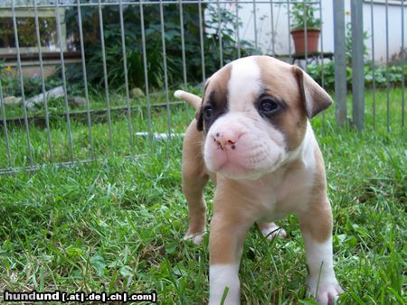 American Bulldog