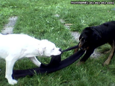 American Bulldog Efe&Rocky Streit um den Schaal