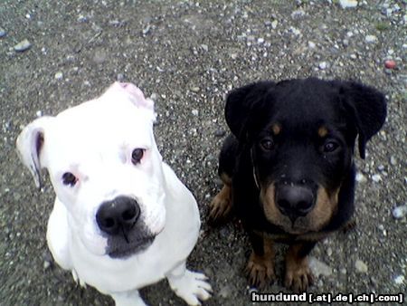 American Bulldog Efe&Rocky