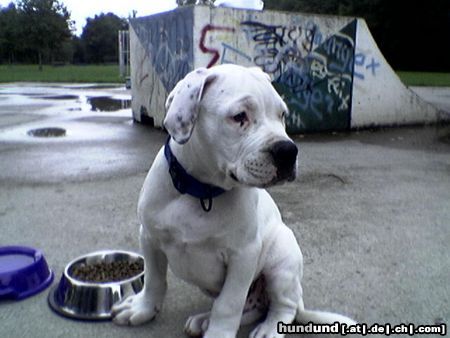 American Bulldog Sitting Bull