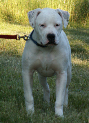 American Bulldog American Bulldog JEWEL, 5 Monate