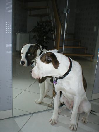 American Bulldog Bodo+Bodo