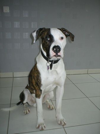 American Bulldog Black-Eye-Bull's Cracker 