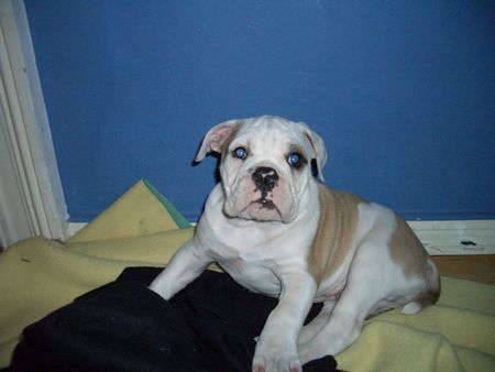 American Bulldog