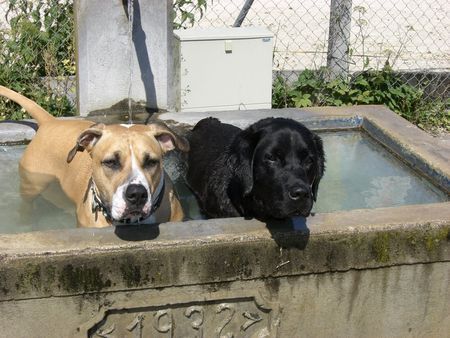 American Bulldog Aisha mit Labi Billy am Baden :-)