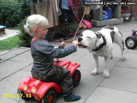 American Bulldog Joy & Celine