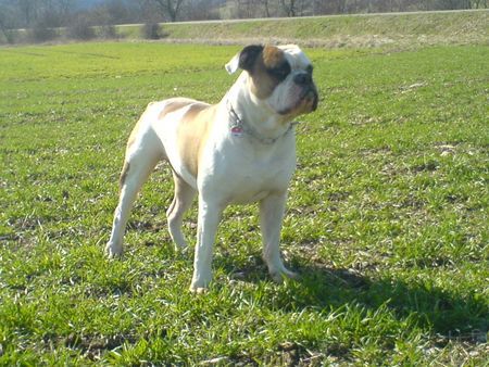 American Bulldog Woody Allen