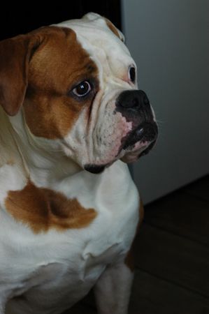 American Bulldog maos snow kingdom -belgrade