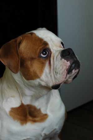 American Bulldog maos snow kingdom -belgrade