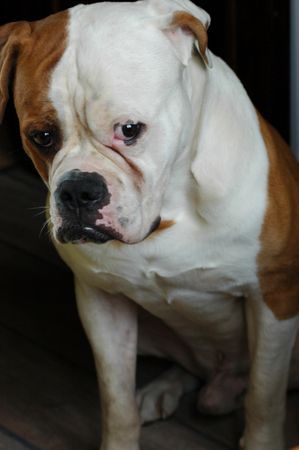 American Bulldog maos snow kingdom -belgrade