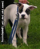 American Bulldog Silver-Moon-Bull´s Dark Angel als Baby