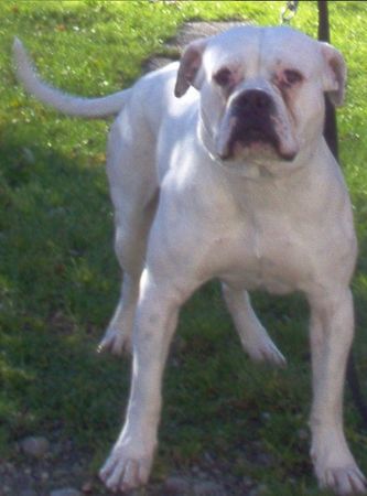 American Bulldog SITTING-BULL SILVER-MOON-BULS