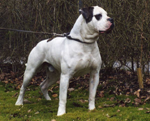 American Bulldog CH.Boyd's Thunderstruck 