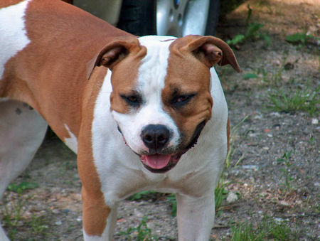 American Bulldog Cha-Cha