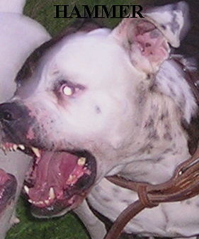 American Bulldog Hammer Mao's Snow KINGDOM