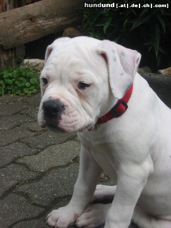 American Bulldog Der Tag war hart