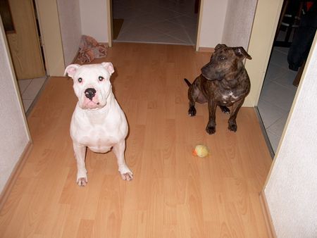 American Bulldog Angel & Tyson( staff-mix): Sind wir nicht ein traumpaar. 