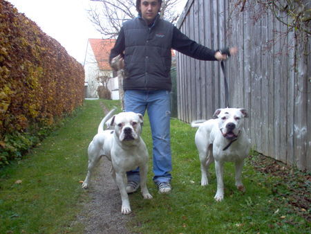 American Bulldog SERKAN&SITTING BULL&MISS SOPHIE