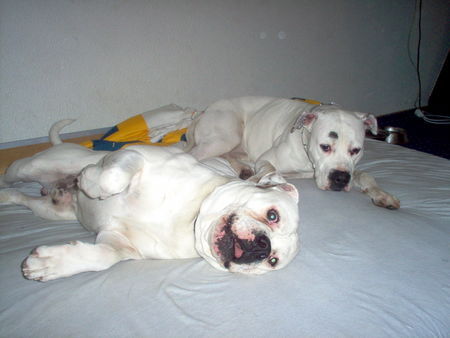 American Bulldog SITTING BULL&MISS SOPHIE