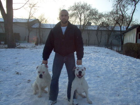 American Bulldog KADIR&MISS SOPHIE&SITTING BULL