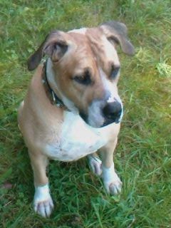 American Bulldog Aisha mit Labi Billy am Baden :-)