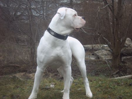 American Bulldog bandit 10 monate