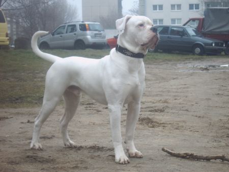 American Bulldog