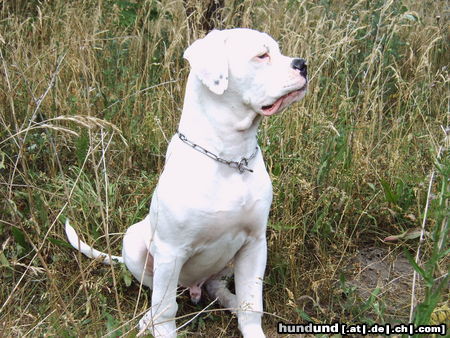 American Bulldog Bandit