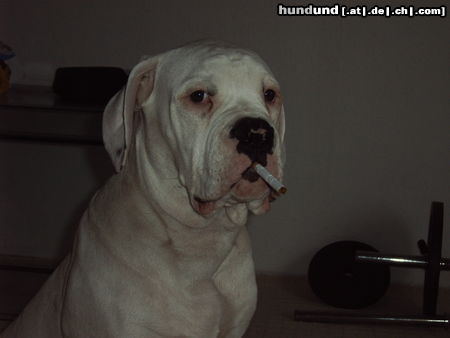 American Bulldog Bandit