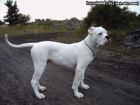 American Bulldog Bandit