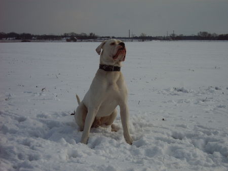 American Bulldog bandit 12 monate