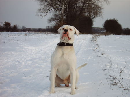 American Bulldog bandit 12 monate