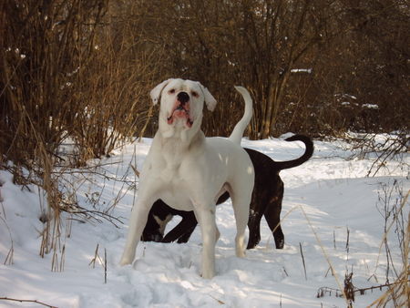 American Bulldog bandit 12 monate